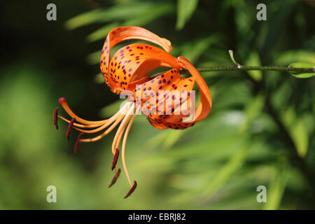 Lancia-leaf tiger lily, Tiger lily (Lilium lancifolium, Lilium tigridum), fiore Foto Stock