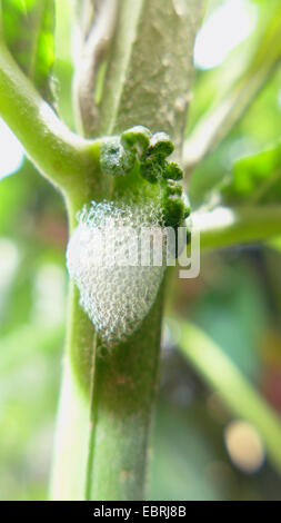 Froghoppers, spittlebugs (Cercopidae), il cuculo spit a Buddleja, Germania Foto Stock