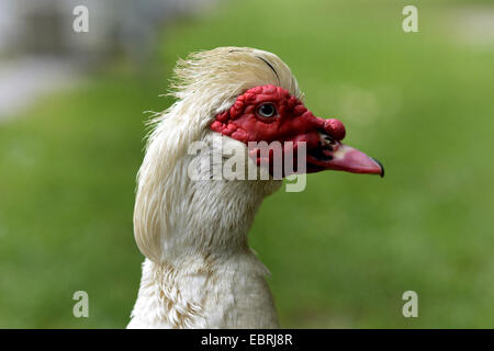 D'anatra (Cairina moschata), ritratto Foto Stock