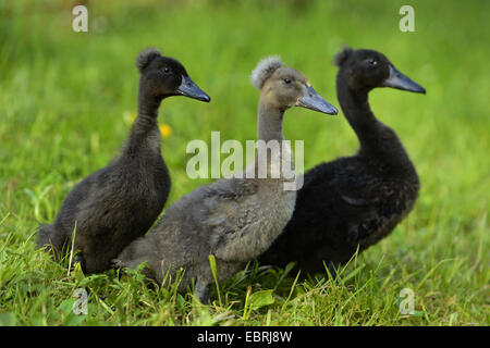 Indian Runner Duck, Indian Runner (Anas platyrhynchos f. domestica), tre pulcini di anatra in piedi in un prato Foto Stock