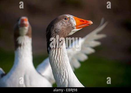 Oca di Pomerania, Ruegener Goose (Anser anser f. domestica), sbattimenti ali, in Germania, in Renania settentrionale-Vestfalia Foto Stock