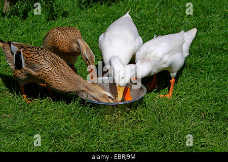 Indian Runner Duck, Indian Runner (Anas platyrhynchos f. domestica), quattro Indian Runner anatre alimentazione in uscita di un recipiente di alimentazione Foto Stock