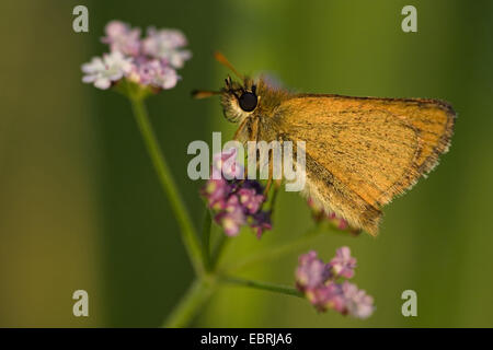 Essex skipper (Thymelicus lineolus, Thymelicus lineola), sul fiore rosa, close-up, Belgio Foto Stock