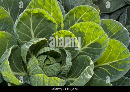 I cavoletti di Bruxelles (Brassica oleraceae var. gemmifera), cavolo testa su un campo, Belgio Fiandre Orientali Foto Stock