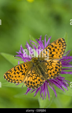 Piccola perla-delimitata fritillary (Clossiana selene, Boloria selene), su un fiordaliso, Francia, Savoie, Vanoise Foto Stock