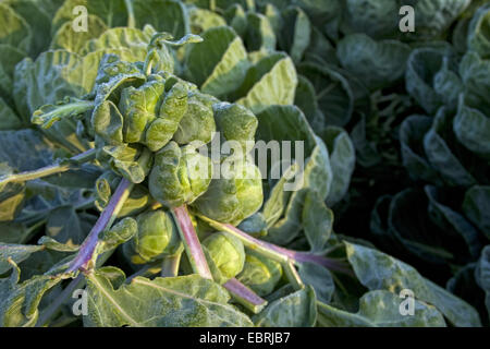 I cavoletti di Bruxelles (Brassica oleraceae var. gemmifera), cavolo testa su un campo, Belgio Fiandre Orientali Foto Stock