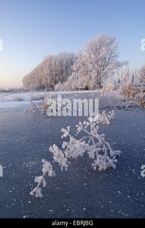 Schelda Valley - paesaggio invernale, Belgio, Fiandre, Zingem Foto Stock