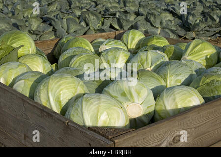 Cavolo bianco (Brassica oleracea var. capitata f. alba), il raccolto di cavolo bianco, Belgio Fiandre Orientali Foto Stock