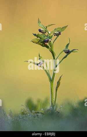 Comfrey comune (Symphytum officinale), in bud, Belgio Fiandre Foto Stock
