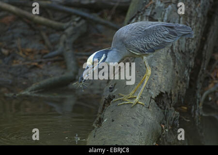 Giallo-incoronato nitticora, incoronato Nitticora (Nycticorax tendente al violaceo, Nyctanassa violacea), alla ricerca di preda, STATI UNITI D'AMERICA Foto Stock