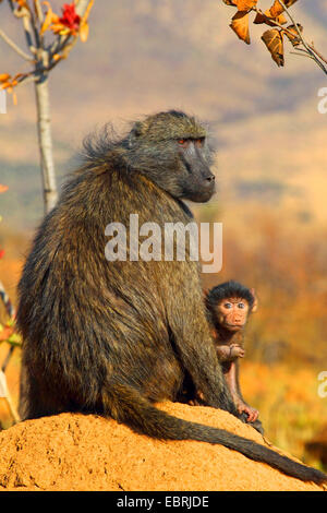 Chacma babbuino, anubius babbuino, oliva babbuino (Papio ursinus, Papio cynocephalus ursinus), femmina con pup, Sud Africa, nord ovest della provincia, il Parco Nazionale di Pilanesberg Foto Stock