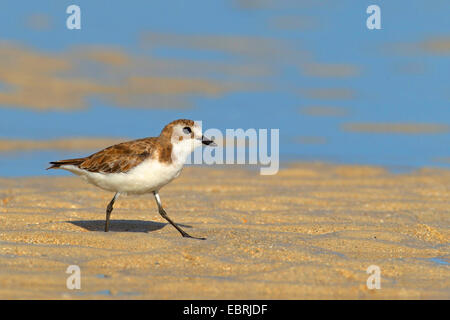 Sabbia minore plover (Charadrius mongolus), capretti passeggiate sulla spiaggia, Seychelles, Praslin Foto Stock