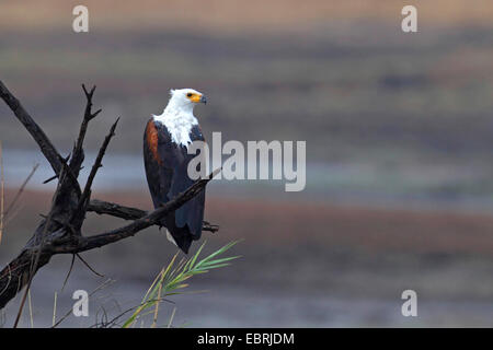 African fish eagle (Haliaeetus vocifer), si siede su un albero, Sud Africa, nord ovest della provincia, il Parco Nazionale di Pilanesberg Foto Stock