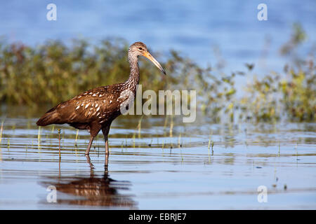 Limpkin (Aramus guarauna), si trova in acque poco profonde, STATI UNITI D'AMERICA, Florida, Myakka River State Park Foto Stock