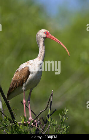 Bianco (ibis Eudocimus albus), capretti, STATI UNITI D'AMERICA, Florida Everglades National Park Foto Stock