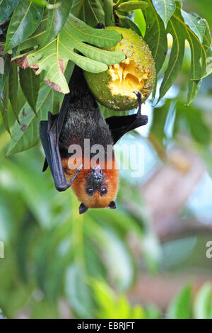 Seychelles flying fox, frutto delle seychelles bat (Pteropus seychellensis), è sospeso su una struttura ad albero e alimenta un frutto, Seychelles, Mahe Foto Stock