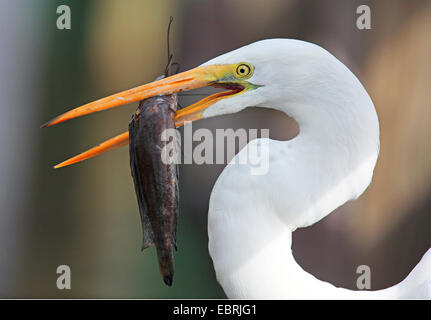 Airone bianco maggiore, Airone bianco maggiore (Egretta alba, Casmerodius Albus, Ardea alba), con un pesce nel suo bill, STATI UNITI D'AMERICA, Florida Everglades National Park Foto Stock