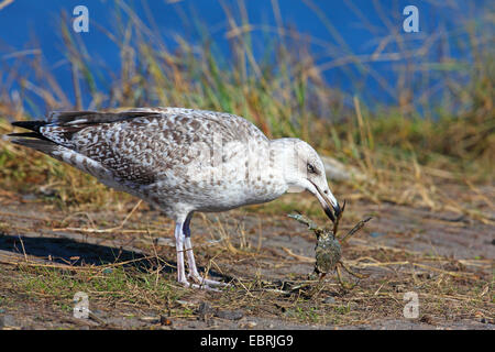 Aringa gabbiano (Larus argentatus), capretti alimenta un granchio, Paesi Bassi, Frisia Foto Stock