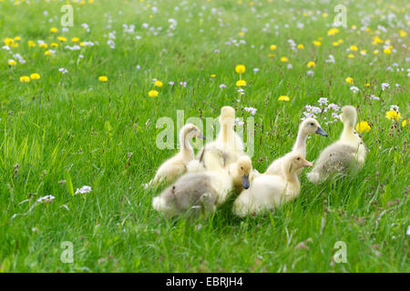 Oca di Pomerania, Ruegener Goose (Anser anser f. domestica), pulcini camminando in un prato di dente di leone Foto Stock