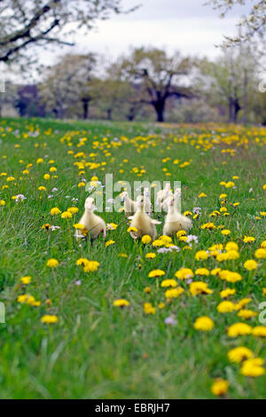 Oca di Pomerania, Ruegener Goose (Anser anser f. domestica), pulcini in esecuzione in un prato di dente di leone Foto Stock