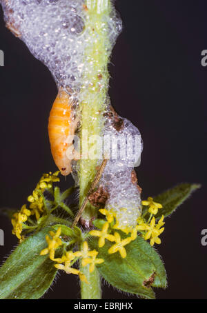 Froghopper comune, Prato froghopper (Philaenus spumarius), ninfa con il cuculo allo spiedo, Germania Foto Stock