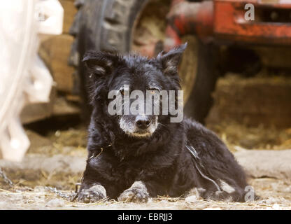 Cane domestico (Canis lupus f. familiaris), old incatenati sheepdog giacente nella parte anteriore di un trattore su una fattoria, GERMANIA Baden-Wuerttemberg Foto Stock