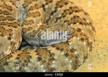 Legname rattlesnake (Crotalus horridus), arrotolati, STATI UNITI D'AMERICA Foto Stock