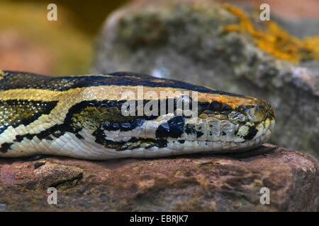 Birmano (Python Python molurus bivittatus), ritratto Foto Stock