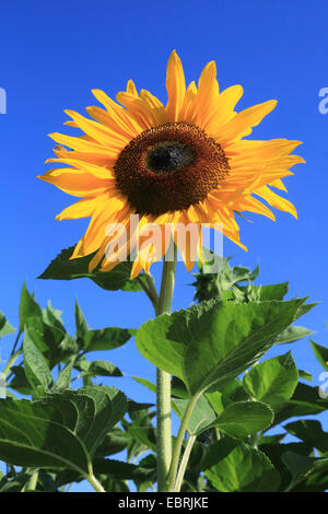 Comune di girasole (Helianthus annuus), unico fiore nella parte anteriore del cielo blu, Germania Foto Stock