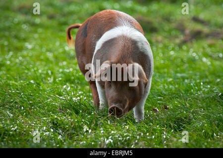 Protesta danese di maiale (Sus scrofa f. domestica), minacciato razza suina, in Germania, in Renania settentrionale-Vestfalia Foto Stock