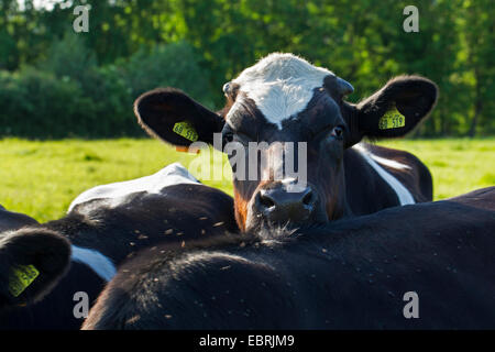 Il tedesco in bianco e nero di bovini di pianura (Bos primigenius f. taurus), il ritratto di una giovane tedesco nero pied su un pascolo, Germania, Schleswig-Holstein Foto Stock