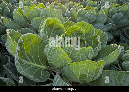 I cavoletti di Bruxelles (Brassica oleraceae var. gemmifera), cavolo testa su un campo, Belgio Fiandre Orientali Foto Stock