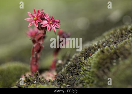 Ragnatela Casa Porro, ragnatela semprevivo (Sempervivum arachnoideum), fioritura, Francia, Savoie, Parco Nazionale della Vanoise Foto Stock