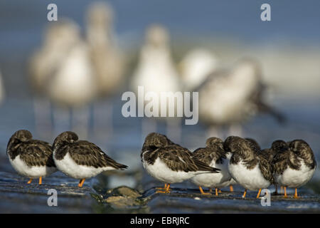 Voltapietre (Arenaria interpres), Gruppo sui frangiflutti, Belgio Fiandre Koksijde Foto Stock