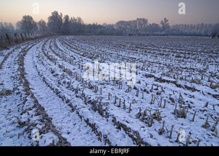 Schelda Valley - paesaggio invernale, Belgio, Fiandre, Zingem Foto Stock