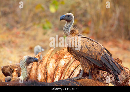 African white-backed vulture (Gyps africanus), in corrispondenza di un cadavere, Sud Africa, Parco Nazionale Kruger Foto Stock