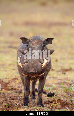 Warthog comune, savana warthog (Phacochoerus africanus), maschio, Sud Africa, nord ovest della provincia, il Parco Nazionale di Pilanesberg Foto Stock