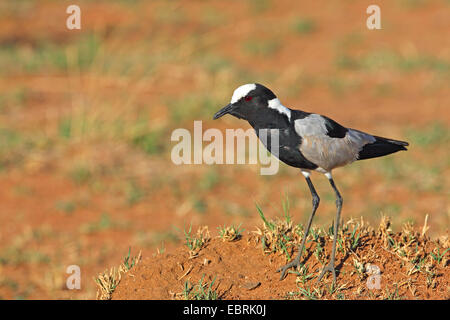 Fabbro Pavoncella (Vanellus armatus), sorge sul terreno, Sud Africa, nord ovest della provincia, il Parco Nazionale di Pilanesberg Foto Stock