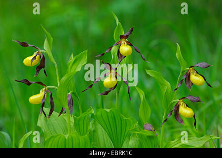 Varietà di orchidee viola (Cypripedium calceolus), gruppo, Germania Foto Stock