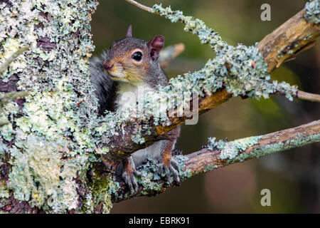 Orientale scoiattolo grigio, grigio scoiattolo (Sciurus carolinensis), il peering da un albero lichened , STATI UNITI, Tennessee, il Parco Nazionale di Great Smoky Mountains Foto Stock