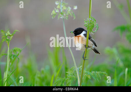 Comune (Stonechat Saxicola torquata), maschio con la preda nel becco, in Germania, in Renania settentrionale-Vestfalia, Dingdener Heide Foto Stock