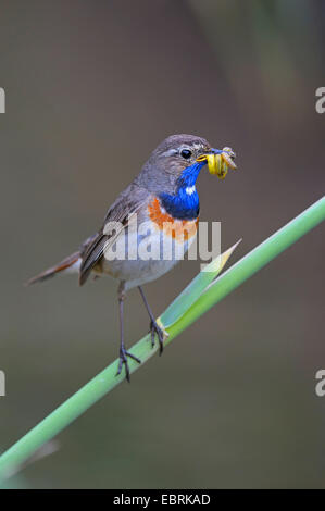 Pettazzurro (Luscinia svecica cyanecula), maschio con la preda nel becco su reed, Germania Foto Stock