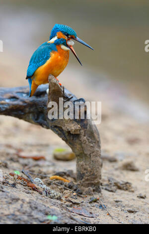 Fiume kingfisher (Alcedo atthis), maschio spionaggio un pellet, Germania Foto Stock