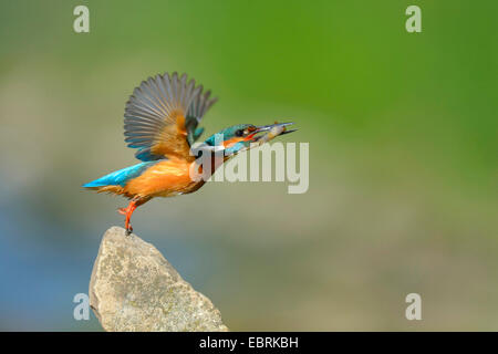 Fiume kingfisher (Alcedo atthis), cominciando con un pesce pescato nel becco, Germania Foto Stock