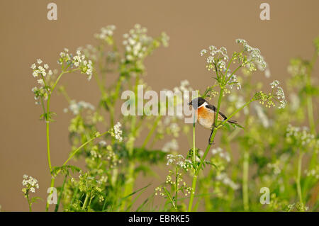 Comune (Stonechat Saxicola torquata), maschio con la preda nel becco, in Germania, in Renania settentrionale-Vestfalia, Dingdener Heide Foto Stock