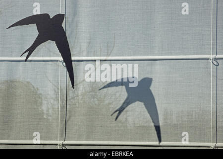 Eurasian swift (Apus apus), adesivo su una finestra contro uccello scioperi, Belgio Fiandre Foto Stock