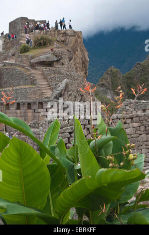 Indian shot, canna, poloke (canna indica), gruppo turistico in corrispondenza di antiche rovine Inca di Machu Picchu, Perù, Ande, Machu Picchu Foto Stock