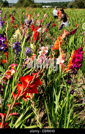 Gladiolus (Gladiolus Grandiflorus-Hybriden), fiori su un campo per l'auto-picking, Germania, Hesse Foto Stock