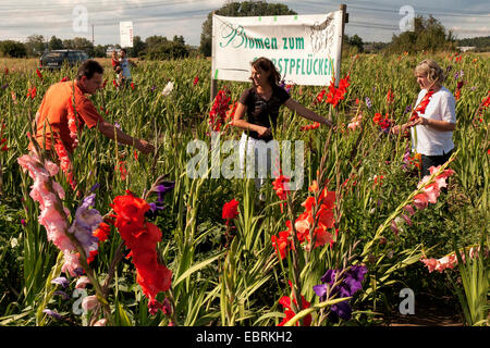 Gladiolus (Gladiolus Grandiflorus-Hybriden), fiori su un campo per l'auto-picking, Germania, Hesse Foto Stock