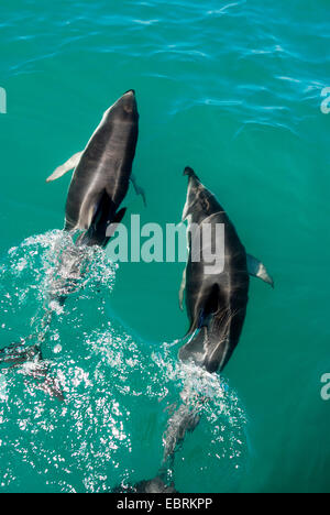 Gray's dusky dolphin (Lagenorhynchus obscurus), vista dall'alto su due animali swimmingside dal lato in corrispondenza della superficie dell'acqua, Nuova Zelanda, isola del sud, Canterbury Foto Stock